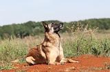 MALINOIS 313